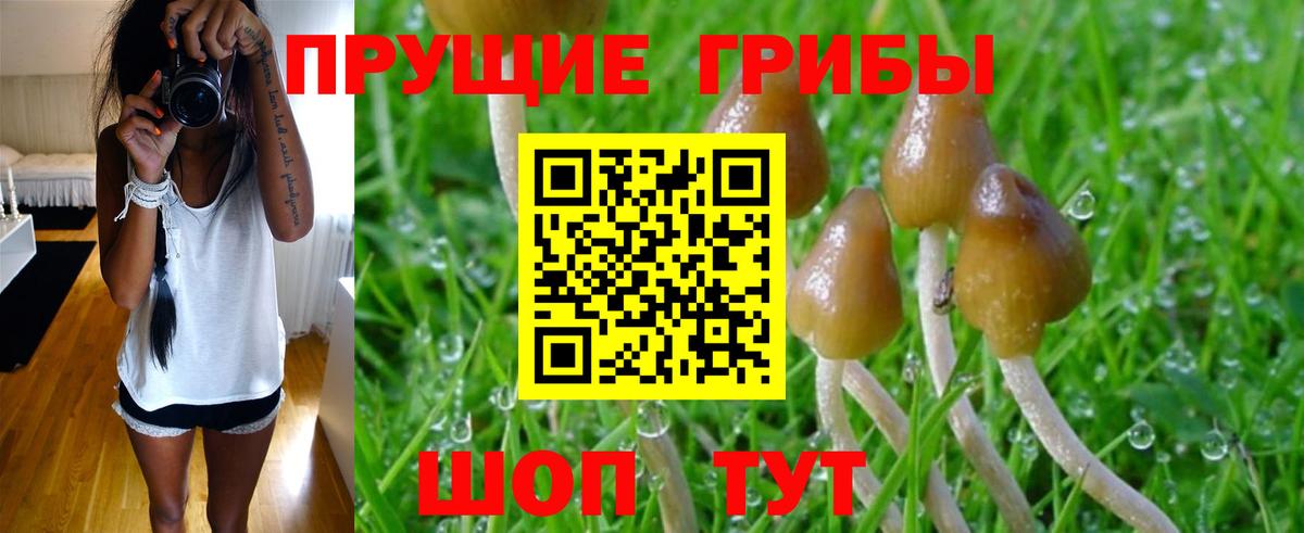 Псилоцибиновые грибы Psilocybine cubensis Электросталь